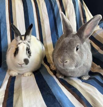 Rescue English Spot and Bunny Rabbit Rabbits for Adoption in Livermore, California - Queso Blanco And Guacamole | PetCurious