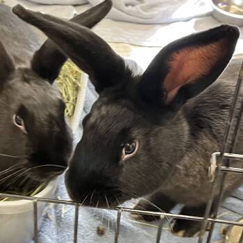 Rescue American Rabbits for Adoption in Bedford, New Hampshire - Laffy | PetCurious