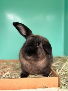 Pepper -  Bunny Rabbit Rabbit for Adoption in Morristown, New Jersey - Pepper | PetCurious