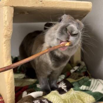 American Rabbits Available for Adoption in Pittsburgh, Pennsylvania - La Luna | PetCurious