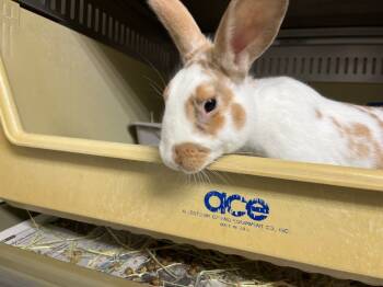 Rescue English Spot Rabbits for Adoption in Pflugerville, Texas - Oatmeal | PetCurious