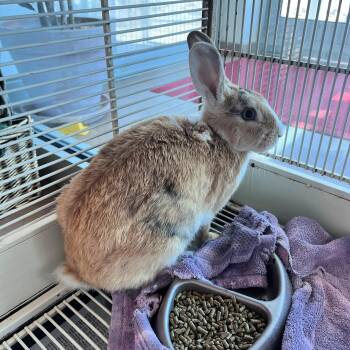 Peaches and Cream -  Bunny Rabbit Rabbit for Adoption in Lindon, Utah - Peaches And Cream | PetCurious