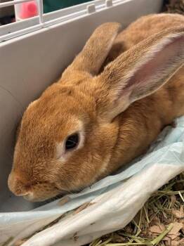 SUNNY -  Bunny Rabbit Rabbit for Adoption in Frisco, Colorado - SUNNY | PetCurious