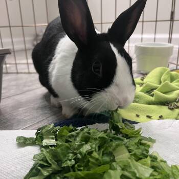 Rescue Dutch Rabbits for Adoption in Plumsted, New Jersey - Cleopatra | PetCurious