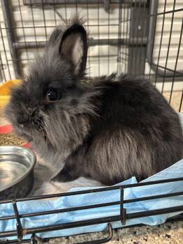 Avie -  Lionhead Rabbit for Adoption in Yorkville, Illinois - Avie | PetCurious