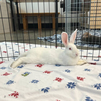 Rescue Florida White Rabbits for Adoption in Silverdale, Washington - Hopper - In Foster | PetCurious