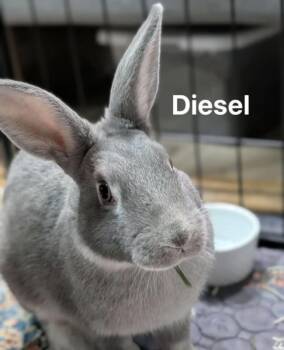 Diesel -  New Zealand Rabbit for Adoption in Kalamazoo, Michigan - Diesel | PetCurious