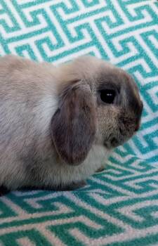 Opal -  Mini Lop Rabbit for Adoption in Goleta, California - Opal | PetCurious