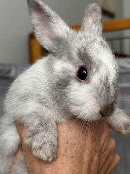 Rescue English Spot Rabbits for Adoption in Naples, Florida - Bumble | PetCurious