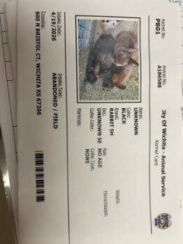 Bunny Rabbit Rabbits Available for Adoption in Wichita, Kansas - Club | PetCurious