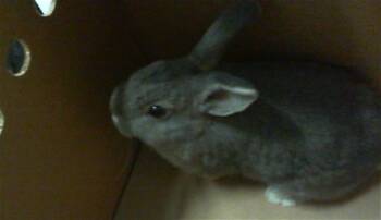 A1271638 -  Bunny Rabbit Rabbit for Adoption in Charlotte, North Carolina - A1271638 | PetCurious