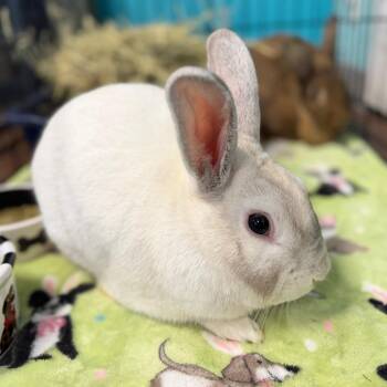 American and Flemish Giant Rabbits Available for Adoption in Port Richey, Florida - Walter Morris | PetCurious