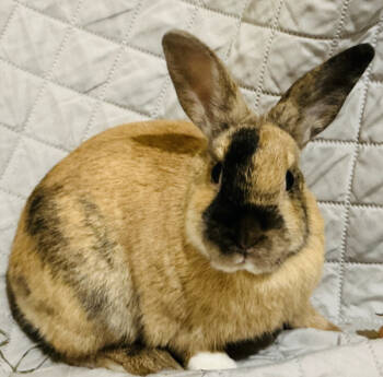 Rescue Bunny Rabbit Rabbits for Adoption in Kalamazoo, Michigan - Feona | PetCurious