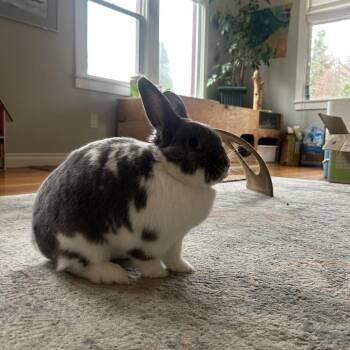 Mini Lop and Holland Lop Rabbits Available for Adoption in Portland, Oregon - Duchess | PetCurious