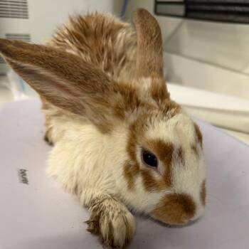 Judy Hopps -  American Rabbit for Adoption in Tampa, Florida - Judy Hopps | PetCurious