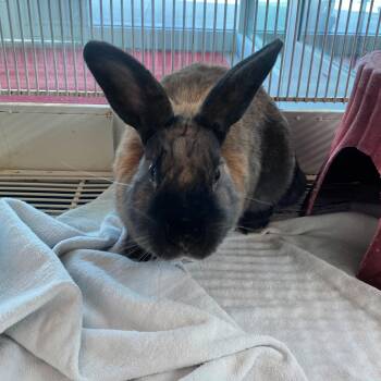 Rescue Bunny Rabbit Rabbits for Adoption in Lindon, Utah - Countess Chocula | PetCurious