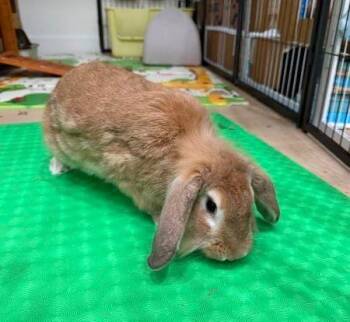 Teddy -  English Lop Rabbit for Adoption in Santa Cruz, California - Teddy | PetCurious