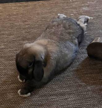 Sherman -  Holland Lop Rabbit for Adoption in Little Rock, Arkansas - Sherman | PetCurious