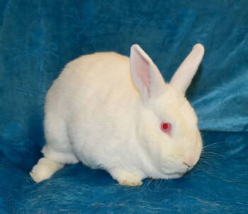 Rescue Chinchilla and Florida White Rabbits for Adoption in Chesterfield, Missouri - Lilibeth | PetCurious