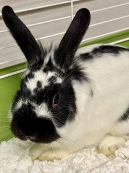 Bunny Rabbit Rabbits Available for Adoption - Cash(exotic) | PetCurious