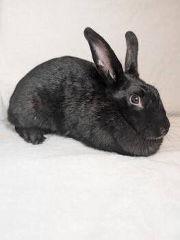 Bunny Rabbit Rabbits Available for Adoption in Lake Elsinore, California - Maruva | PetCurious