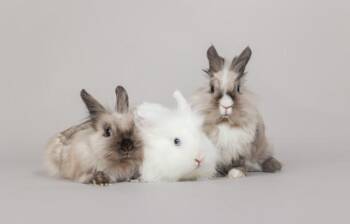 Madonna & Janet & Reba -  Angora Rabbit Rabbit Available for Adoption in Westerville, Ohio - Madonna & Janet & Reba | PetCurious