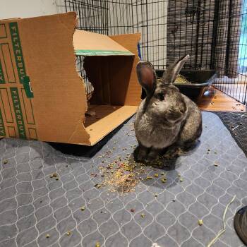 Chinchilla and Rex Rabbits Available for Adoption - JD Salinger | PetCurious