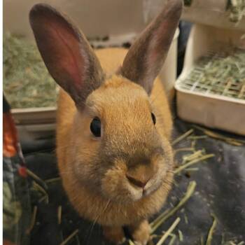 Sybil -  American Rabbit for Adoption in Gansevoort, New York - Sybil | PetCurious