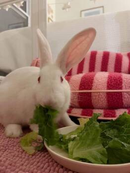 Bran -  New Zealand Rabbit for Adoption in Saint Charles, Missouri - Bran | PetCurious