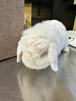 SIR HOPS A LOT -  Holland Lop Rabbit for Adoption in Cookeville, Tennessee - SIR HOPS A LOT | PetCurious