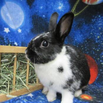 Dutch Rabbits Available for Adoption in Wilmington, Delaware - Lulu | PetCurious