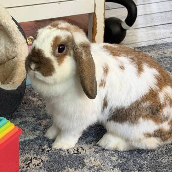 Momo -  Mini Lop Rabbit for Adoption in Great Neck Plaza, New York - Momo | PetCurious