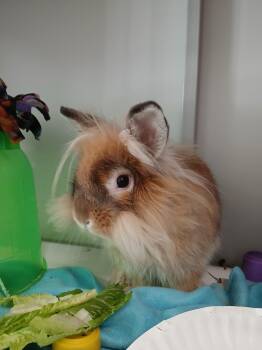 Teaspoon -  Lionhead Rabbit for Adoption in Chicago, Illinois - Teaspoon | PetCurious