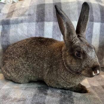 Rescue American Rabbits for Adoption in Columbia, Maryland - Mocha Latte | PetCurious
