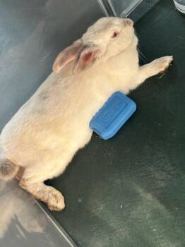 Charlotte -  Florida White Rabbit for Adoption in Wekiwa Springs, Florida - Charlotte | PetCurious