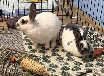 Rescue Bunny Rabbit Rabbits for Adoption in Chapin, South Carolina - Psi And Billie | PetCurious