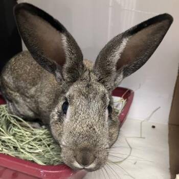 Thaddeus -  Mini Rex Rabbit for Adoption in Hilliard, Ohio - Thaddeus | PetCurious