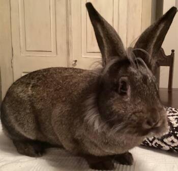 Lionhead Rabbits Available for Adoption - Brittany (South Surrey) | PetCurious