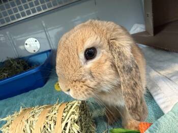 Cinnabun -  Holland Lop Rabbit Available for Adoption in Reisterstown, Maryland - Cinnabun | PetCurious