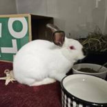 Lucia -  Californian Rabbit for Adoption in Hilliard, Ohio - Lucia | PetCurious