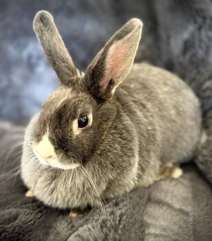 American Rabbits Available for Adoption - Willow | PetCurious