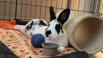 Rescue Bunny Rabbit Rabbits for Adoption in New Franklin, Ohio - Pear | PetCurious