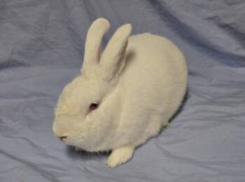Bunny Rabbit Rabbits Available for Adoption - Alvin | PetCurious