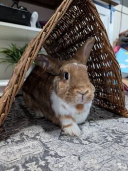 Rescue Bunny Rabbit Rabbits for Adoption in New Franklin, Ohio - Kirby | PetCurious