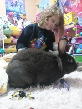 Rosie and Lou -  American Rabbit for Adoption in Gig Harbor, Washington - Rosie And Lou | PetCurious