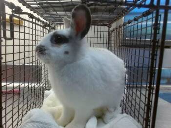 Hotot Rabbits Available for Adoption in Sacramento, California - NUTMEG | PetCurious