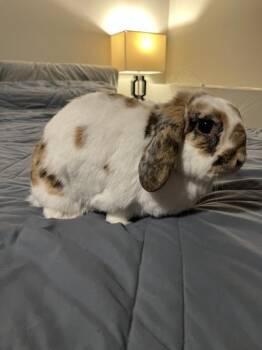 Agatha -  Holland Lop Rabbit for Adoption in Kalamazoo, Michigan - Agatha | PetCurious