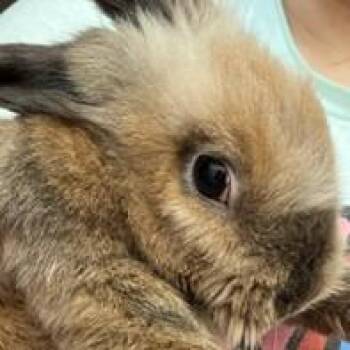 Wander -  Lionhead Rabbit for Adoption in Napa, California - Wander | PetCurious