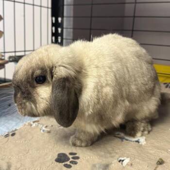 Holland Lop Rabbits Available for Adoption in Columbia, Maryland - Miso | PetCurious