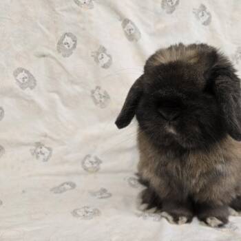 Spike -  Holland Lop Rabbit for Adoption in Deerfield, Wisconsin - Spike | PetCurious